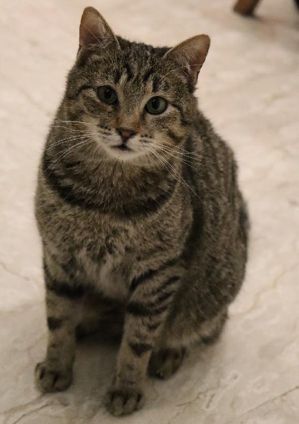 Niki (inizio 2024) splendido esserino Foto 2